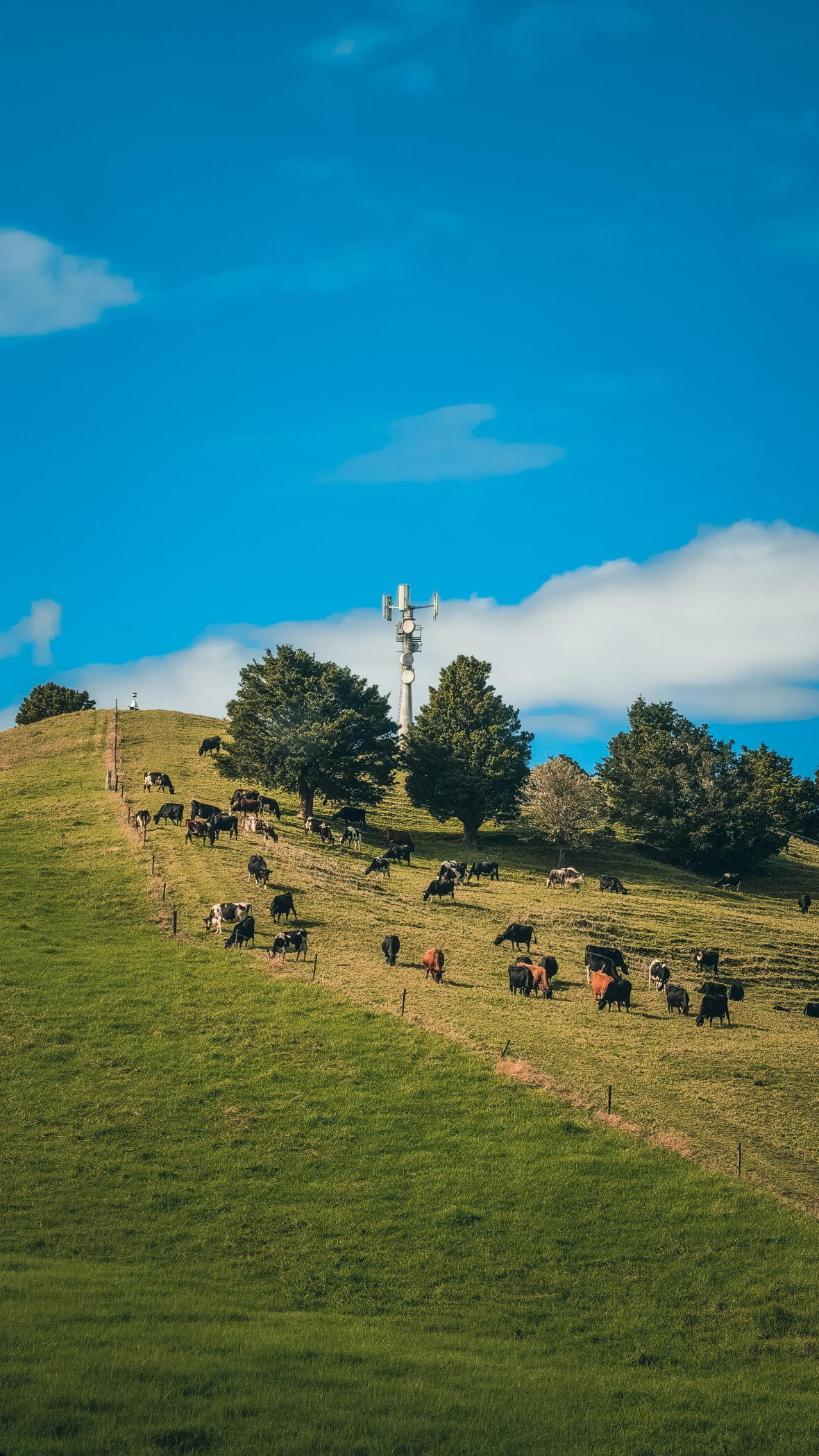 Cows grazing on a hillside with a cell tower.