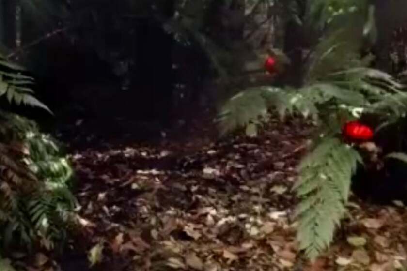 Easter egg hunt gets a new twist on social media