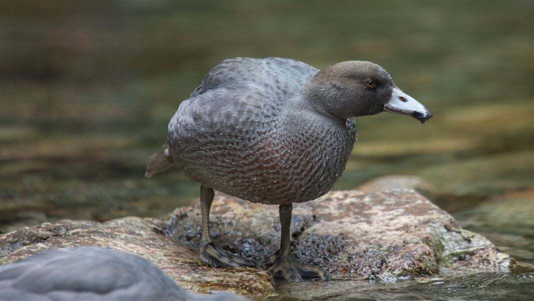 Whio (blue duck)
