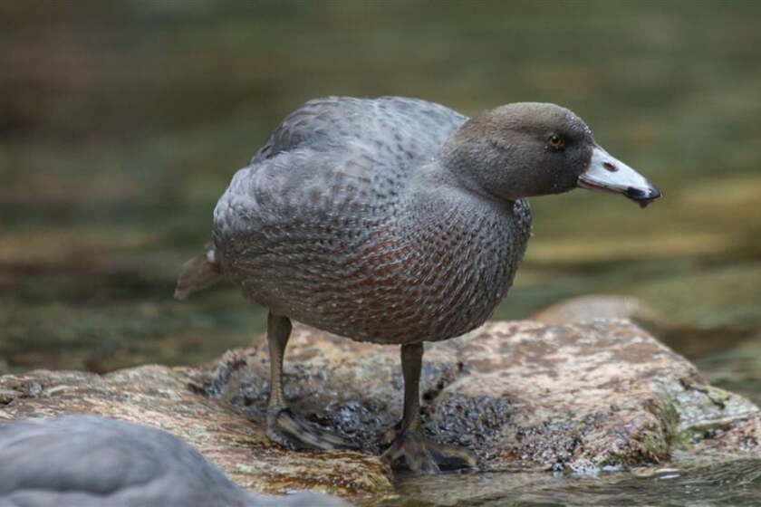 Whio (blue duck)
