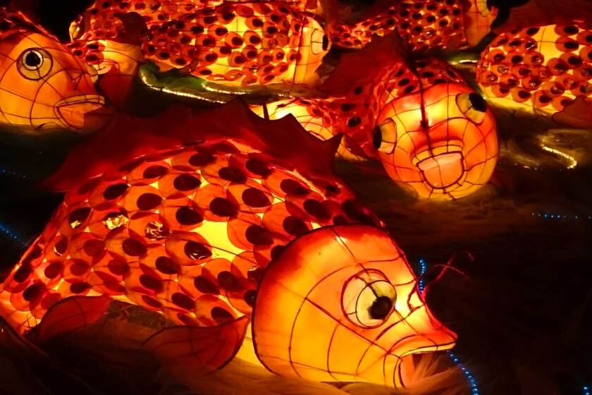 Spot the COW at this year’s Lantern Festival